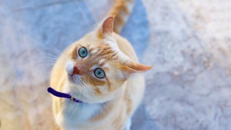 Charming Cat Gazing Upwards in Soft Light wallpaper