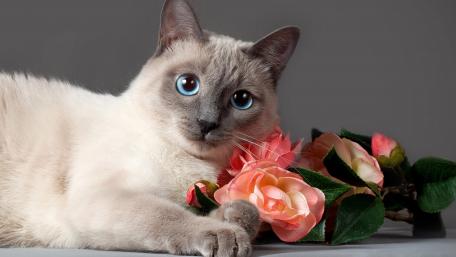 Charming Cat Surrounded by Flowers wallpaper