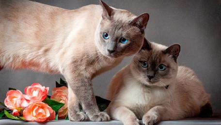 Elegant Siamese Cats with Pink Roses wallpaper