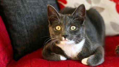 Charming Gray Cat Relaxing on a Couch wallpaper