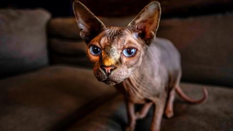 Curious Sphynx Cat with Striking Blue Eyes wallpaper