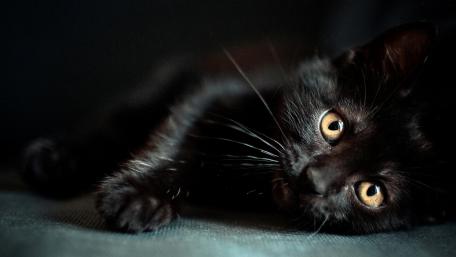 Mysterious Black Cat in Soft Shadows wallpaper