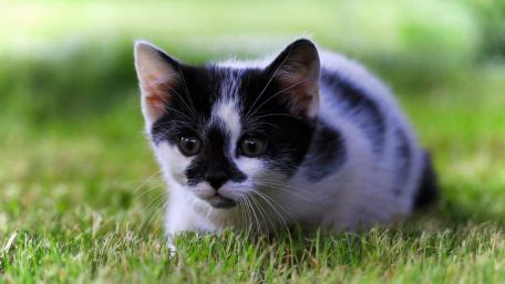 Curious Kitten Exploring the Grass wallpaper