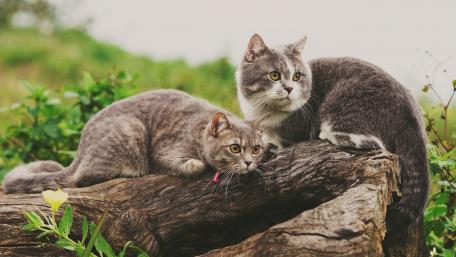 Charming Cats Relaxing in Nature wallpaper
