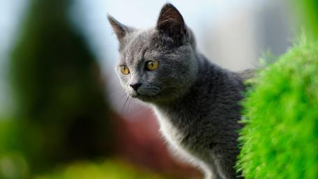 Graceful Grey Cat in Nature wallpaper