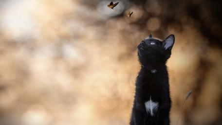 Curious Cat Gazing at Butterflies wallpaper