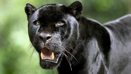 Majestic Black Panther in Nature wallpaper