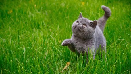 Charming Gray Cat in Green Grass wallpaper
