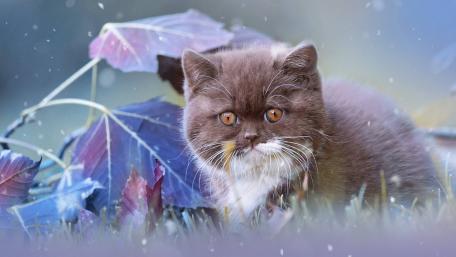 Charming Cat Among Colorful Leaves wallpaper
