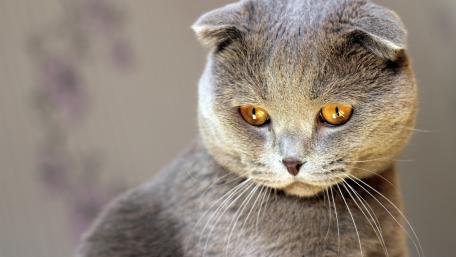 Elegant Scottish Fold Cat Wallpaper wallpaper