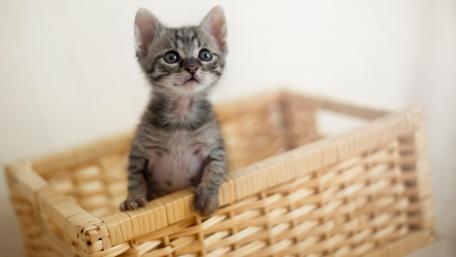 Adorable Kitten in a Cozy Basket wallpaper