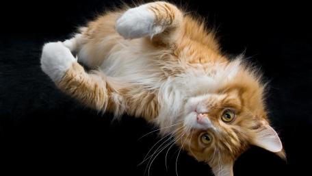 Playful Orange Cat on a Dark Background wallpaper