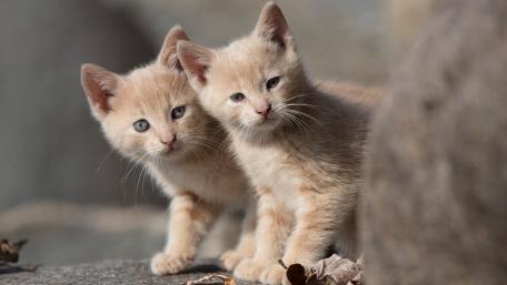 Adorable Kittens Peeking Together wallpaper