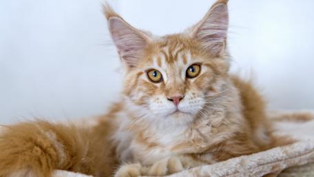 Majestic Maine Coon Cat Portrait wallpaper