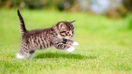 Playful Kitten in Green Grass wallpaper