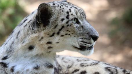 Majestic Snow Leopard Close-Up Artwork wallpaper