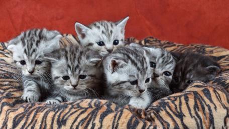 Adorable Kittens Piling Together in Cozy Space wallpaper