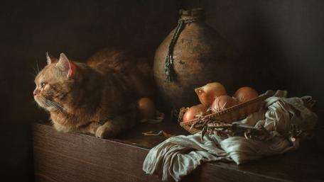 Curious Cat Among Rustic Decor wallpaper