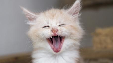 Playful Kitten Enjoying Life wallpaper
