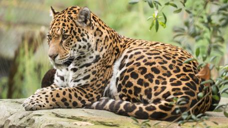 Majestic Jaguar Resting in Nature's Embrace wallpaper