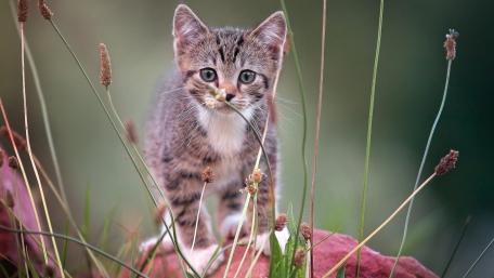 Cute Kitten in Natural Surroundings wallpaper