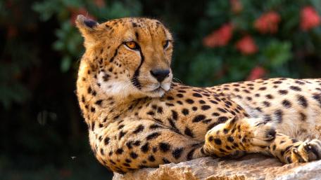 Majestic Cheetah Relaxing in Nature wallpaper