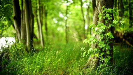 Grass & Trees wallpaper