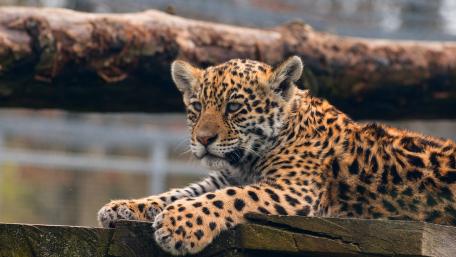Charming Leopard Cub Relaxing in Nature wallpaper