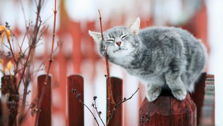 Cozy Gray Cat on a Winter Fence wallpaper