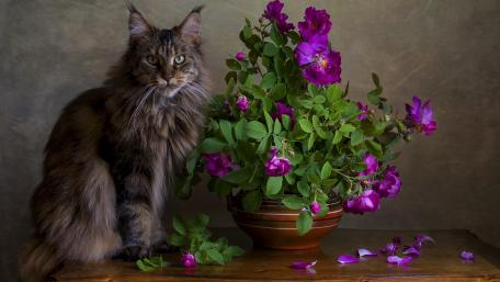 Majestic Feline Among Vibrant Blooms wallpaper