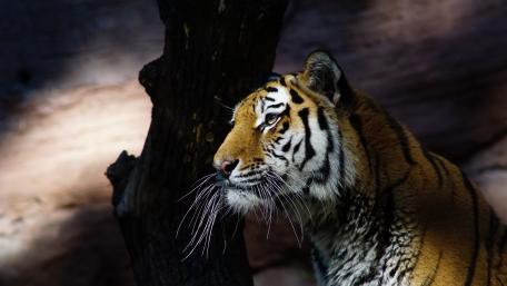 Majestic Tiger in Natural Light wallpaper
