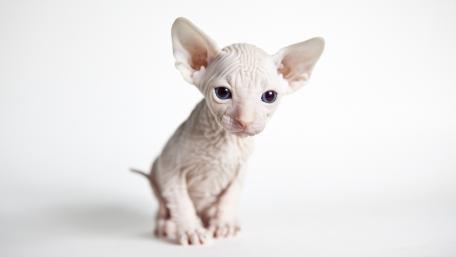 Sphynx kitten wallpaper