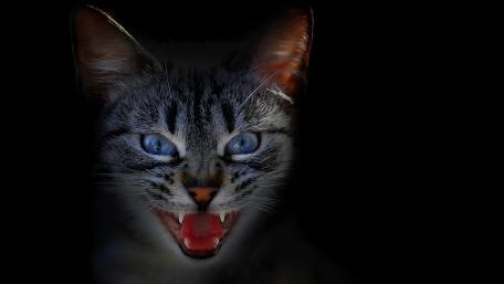 Fierce Feline Glaring into Darkness wallpaper