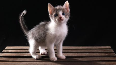 Adorable Kitten in Focus wallpaper