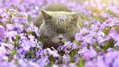 Serene Cat Amidst Blooming Flowers wallpaper