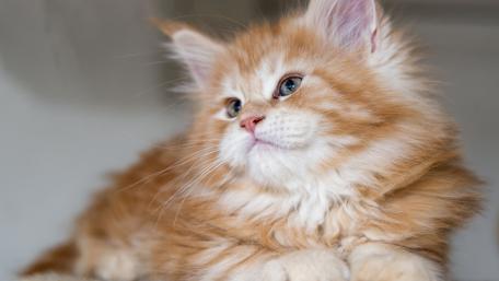 Cute Ginger Kitten Relaxing in Peaceful Decor wallpaper