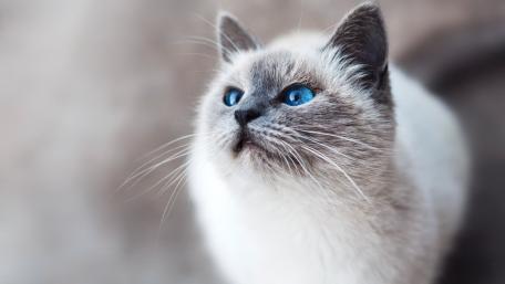 Elegant Blue-Eyed Cat Wallpaper wallpaper