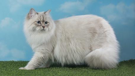 Fluffy White Cat Against Blue Sky Background wallpaper