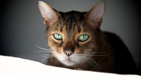 Mystical Gaze of a Bengal Cat wallpaper