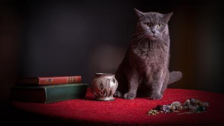 Majestic Gray Cat on a Red Tablecloth wallpaper