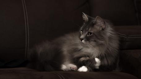Majestic Cat Relaxing on a Couch wallpaper