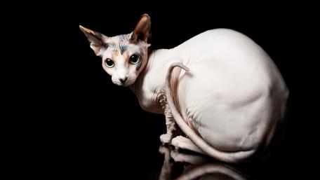 Sphynx Cat Beauty in 4K Quality wallpaper