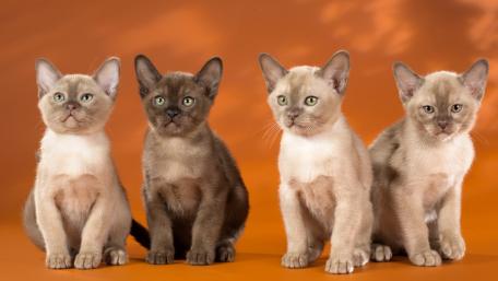 Charming Kittens Against a Warm Background wallpaper