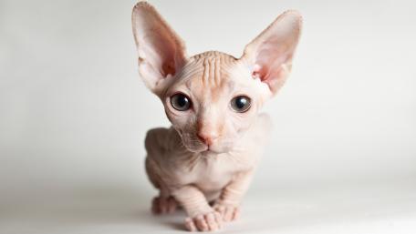Sphynx Cat Close-Up Capture in Stunning Detail wallpaper