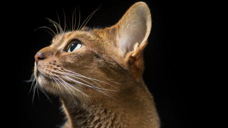 Graceful Cat Portrait in Dramatic Light wallpaper