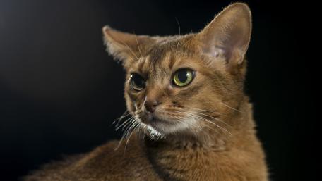 Elegant Cat Portrait in Soft Light wallpaper