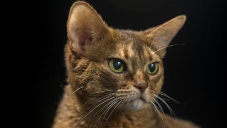 Majestic Brown Cat Portrait Showcase wallpaper