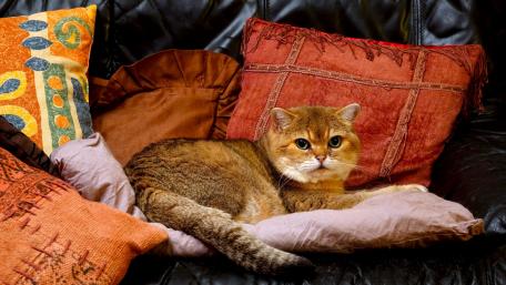 Cozy Cat on Cushions wallpaper