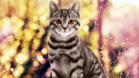 Charming Cat with Striking Orange Eyes wallpaper