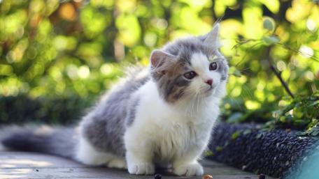 Charming Kitten in a Lush Garden Scene wallpaper